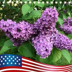 Meet your Posher, Connie